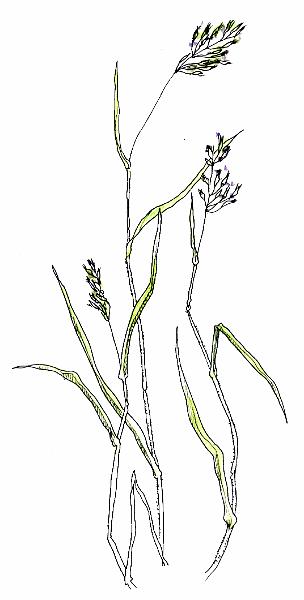 Meadow Brome.jpg - "Meadow Brome" - by Jackie Hunt